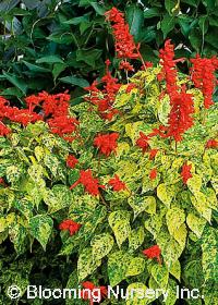 Salvia splendens 'Dancing Flame'